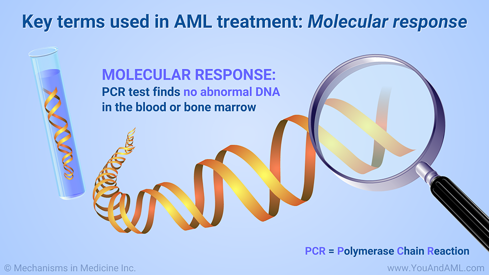 Key terms used in AML treatment: Molecular response